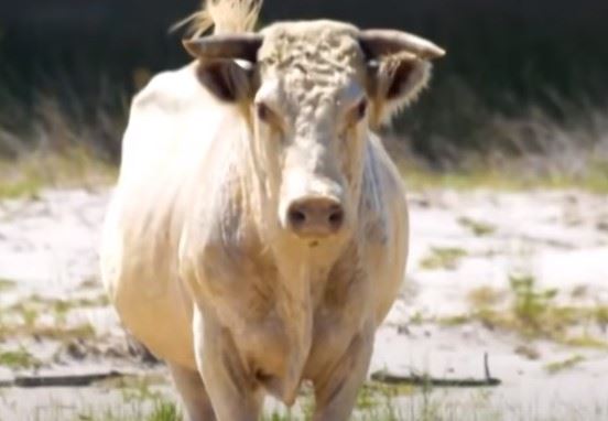 Their Survival May Change How You Think About Cows