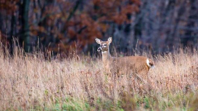 11-Year-Old Wisconsin Boy Killed as Deer Season Opens