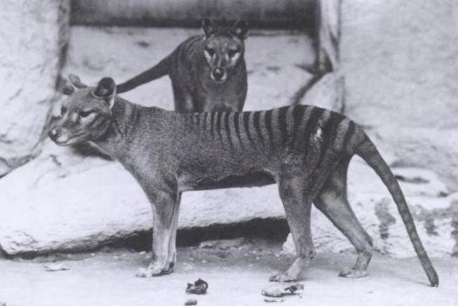 Remains of Last Tasmanian Tiger Found in a Cupboard