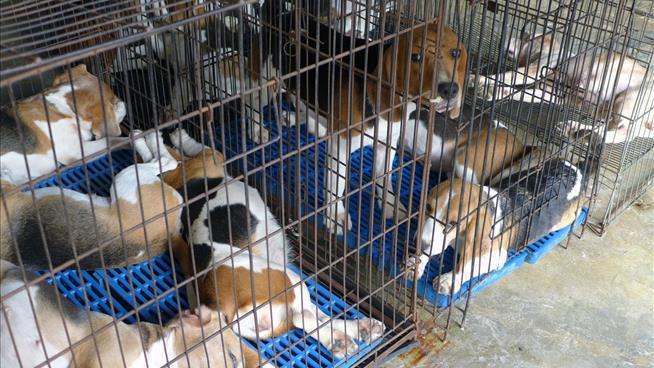 Cops Alerted to Alleged Puppy Mill Smelled Odor From Driveway