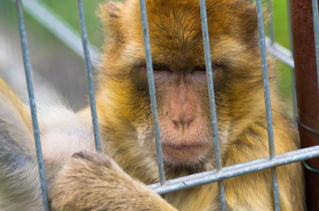 Reuters: Musk Firm Has Killed 1.5K Animals in Experiments