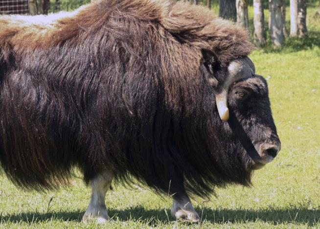 Man Killed by Muskox as He Defends Dog Kennel