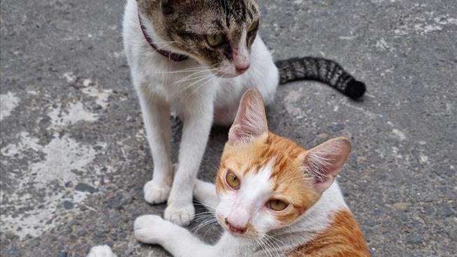 Women's Insistence on Feeding Stray Cats Ends in Conviction