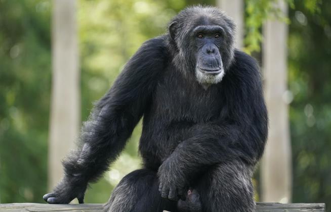 3 Chimpanzees Shot Dead After Zoo Escape