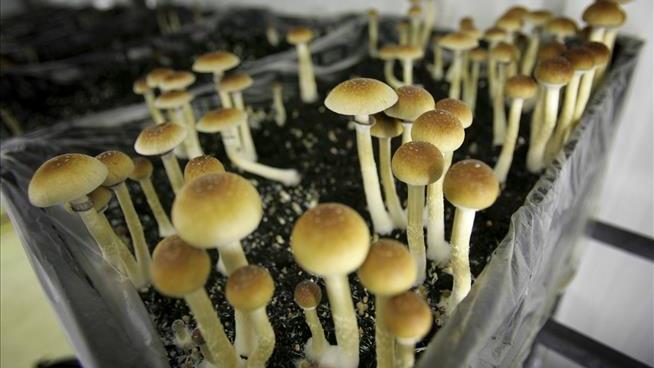 Can Synthetic Psilocybin Compare to Real Thing?