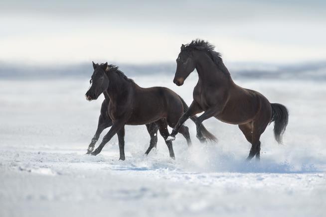 Horses Were Playing Near an Icy Pond. The Ice Broke