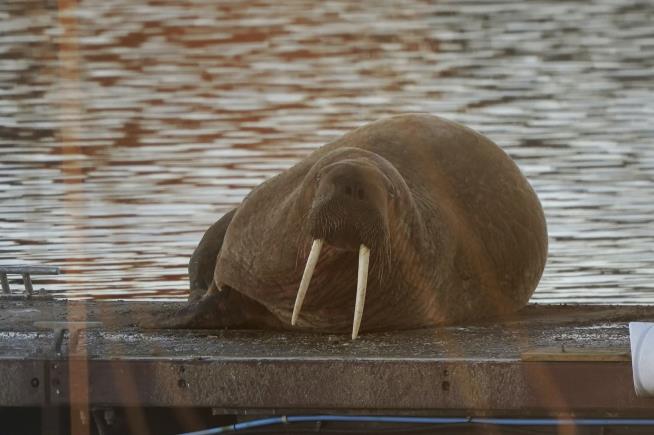 Town Cancels NYE Fireworks to Protect Walrus