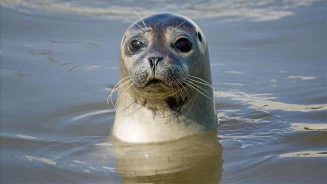 Seal Stuck in Lake Is the Bane of One Man's Existence