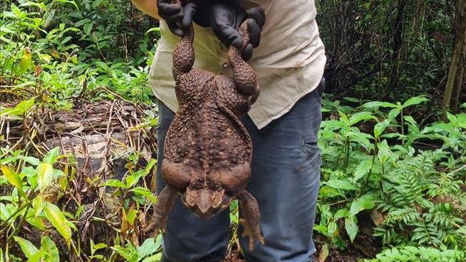 Gigantic Cane Toad Found, Promptly Euthanized