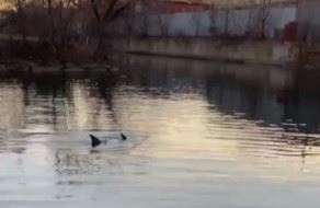 Rare, Welcome Site in Bronx River: Dolphins