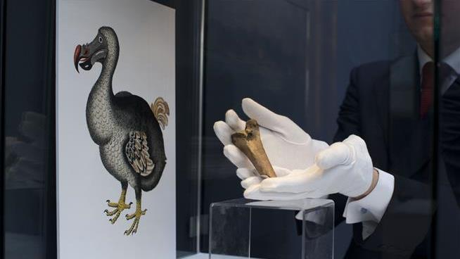 Scientists Will Try to Bring Back the Dodo