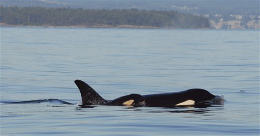 Male Orcas Need Their Moms Well Into Adulthood