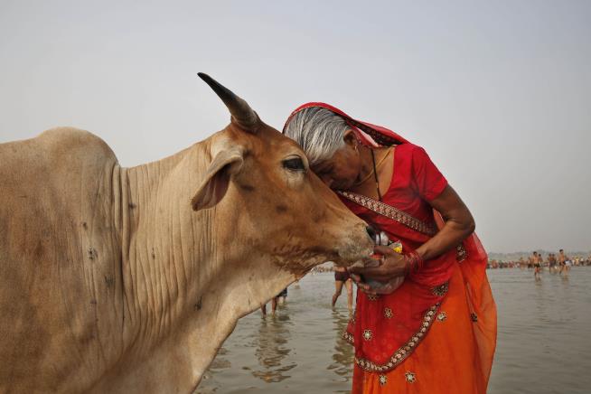 India Declares Feb. 14 'Cow Hug Day'