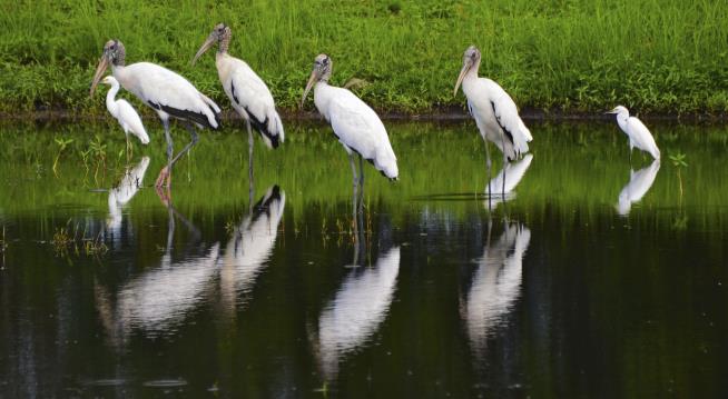 A Milestone for Only Stork Native to North America