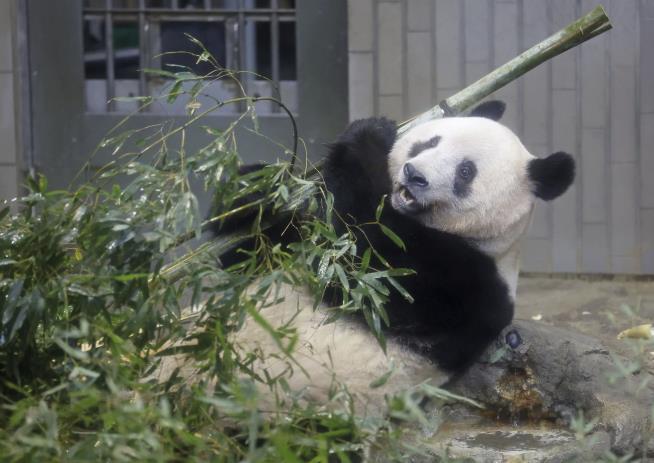 Panda Leaves Tokyo to Tears
