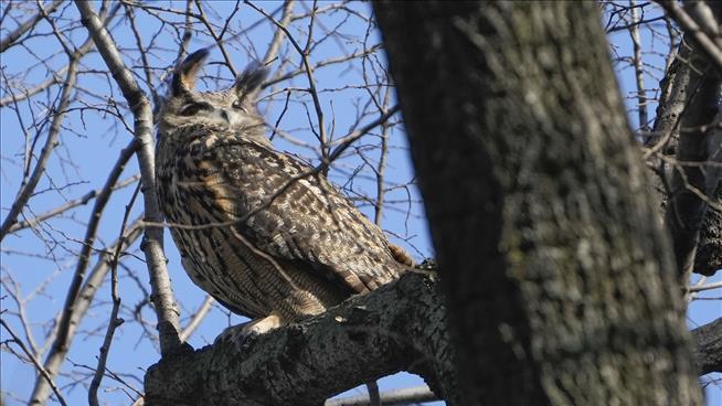 Flaco Wins: Officials Give Up Their Effort to Recapture Owl
