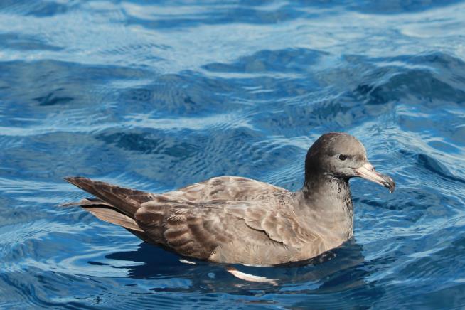 We've Given Seabirds a New Disease