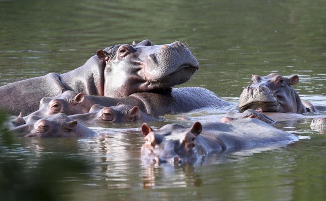Some of Escobar's Hippos Now Have Travel Plans
