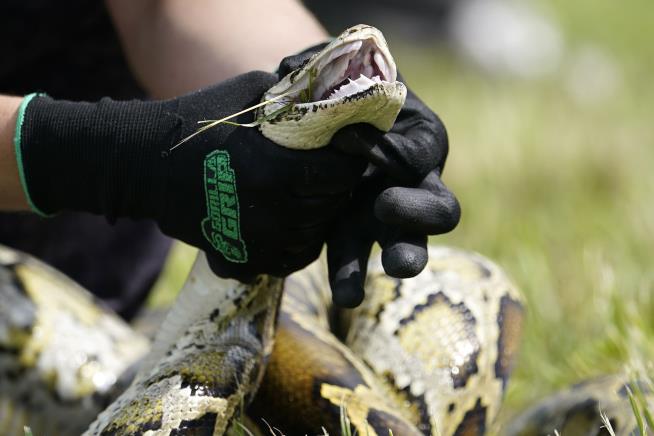 Florida's Python Problem Is Spreading