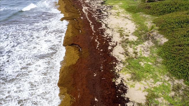 Scientists Tracking Huge Seaweed Blob Off Florida