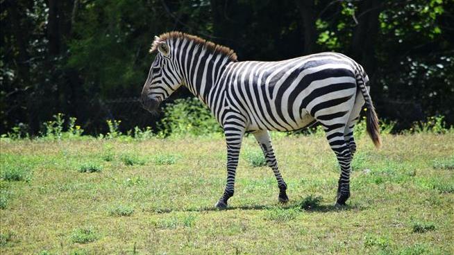 Ohio 911 Call: 'His Arm Had Been Bitten Off by a Zebra'