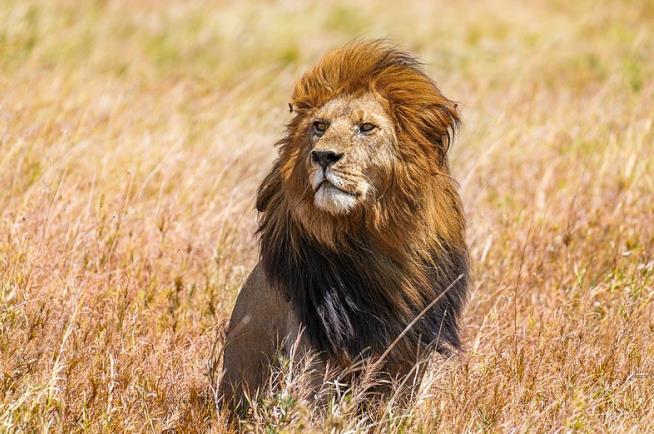 'Exceptionally Handsome' Lion Killed by Rivals