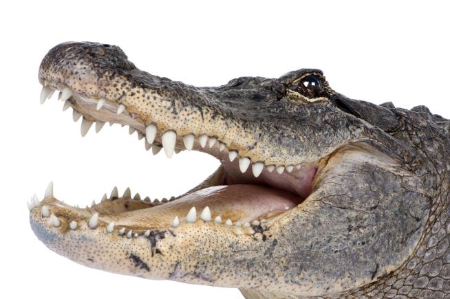 Florida Man Opens Front Door, Finds Gator, Gets Attacked