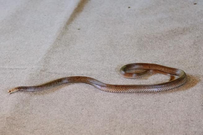 Woman Finds Deadly 6-Foot Snake in Bed