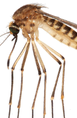 Invasive New Mosquito Species Is Spreading in Florida