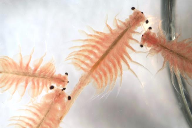 This Ancient Creature Is Now Utah's State Crustacean