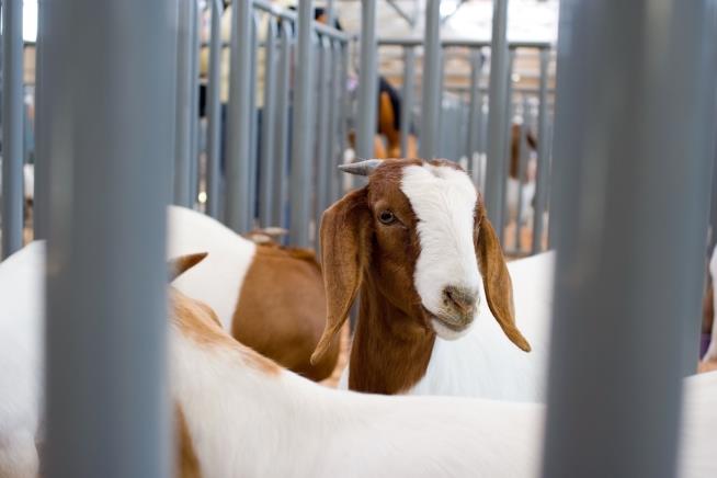 Girl's Effort to Save Pet Goat Ends in Heartbreak, Lawsuit