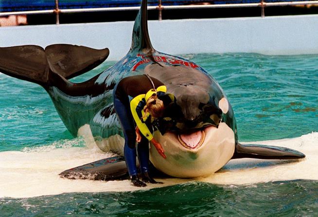 Captive Orca Returning to Freedom After 53 Years
