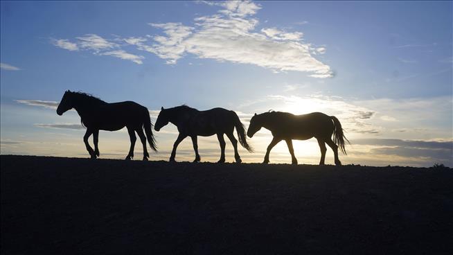 Native Americans Had Horses Long Before Europeans Came