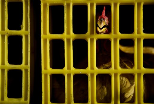 China Records First Human Death From Bird Flu Strain
