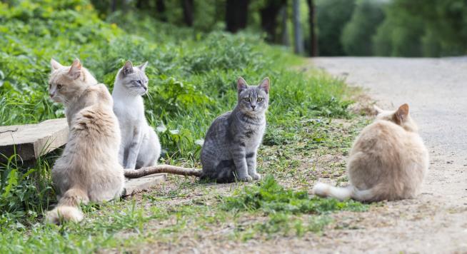 Kids' Cat-Hunting Contest Canceled in NZ