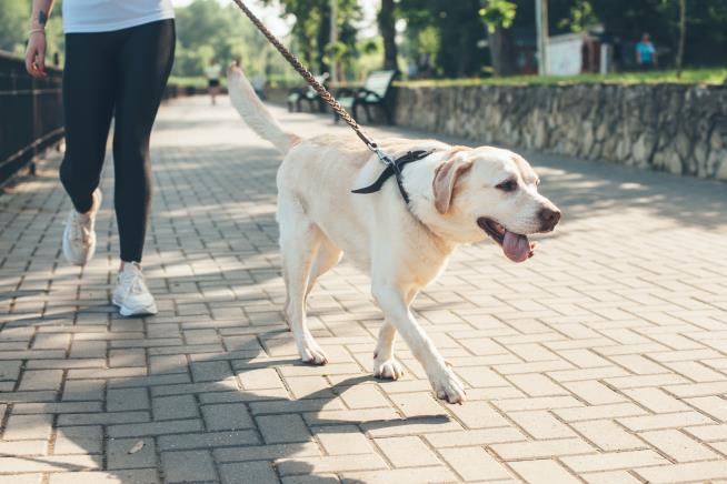 Dog Walkers Are Ending Up in the ER in Droves