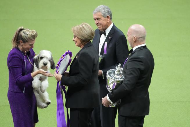 This Is the First 'PBGV' to Win Westminster