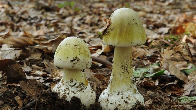 Killer Poisonous Mushrooms May Have New Antidote