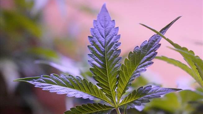 California Cannabis Industry Fears a Big Crash Soon