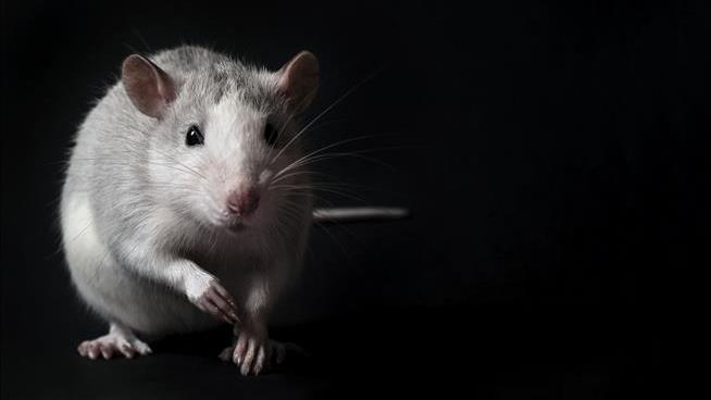 The Odd Consequence of Rats' Inability to Vomit