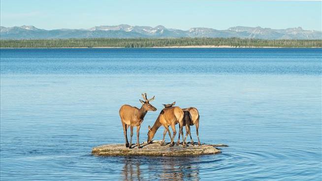 Visitors at Yellowstone Take Baby Elk to Police