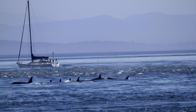 Orcas Disable Boat, Stalk It as It's Towed to Shore