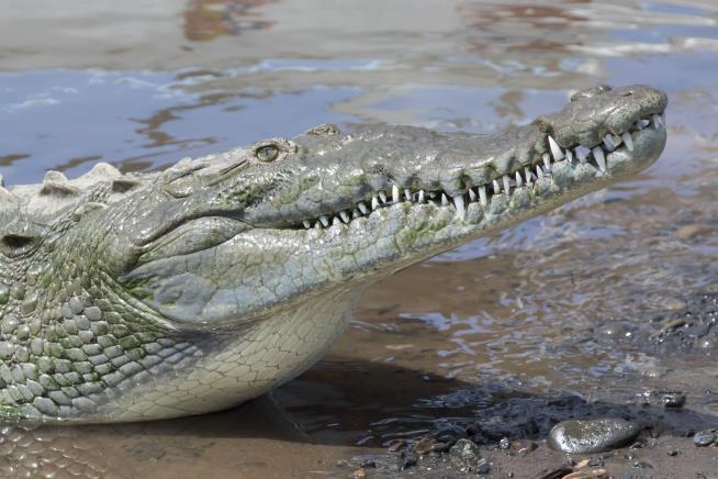 Croc's Virgin Birth Suggests Dinos Were Also Capable