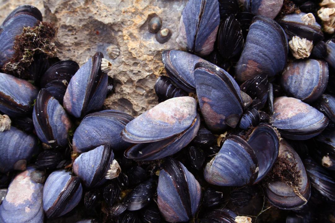 Mussels Excreting Microplastics May Help Clean the Ocean