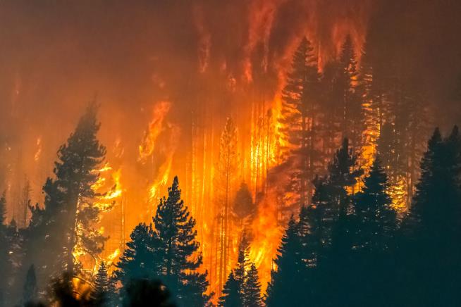 Want to Stop Wildfires? Dump Smokey Bear