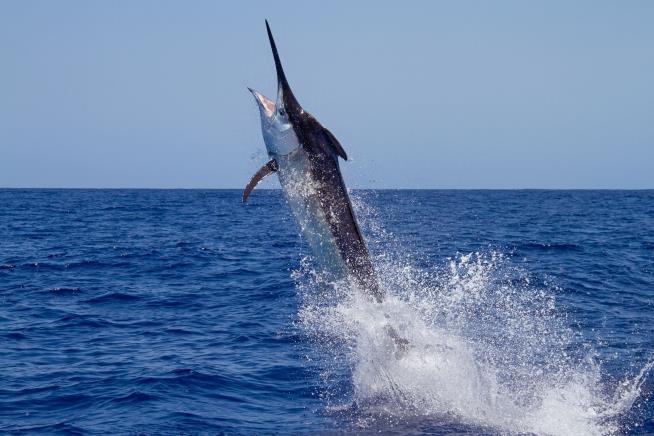 Shark Bite Costs Fishing Crew $3.5M Prize