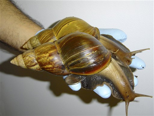 Florida Imposes Quarantine Over Giant Snails. Again
