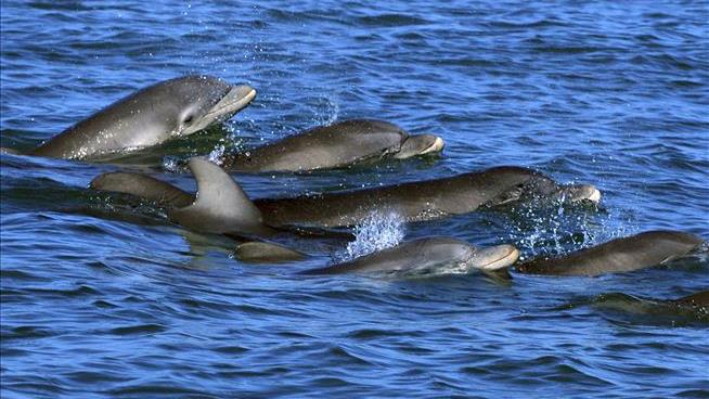 Dolphin Moms Use 'Baby Talk' With Calves