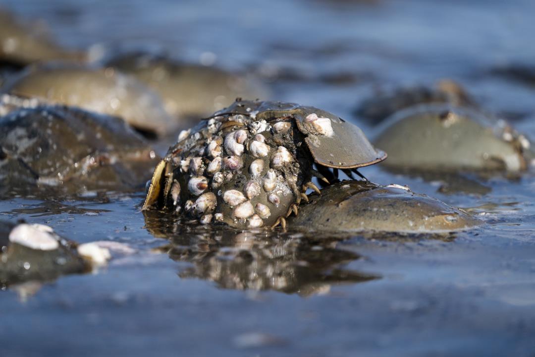 Crabs Face Double Whammy: From Scientists and Birds