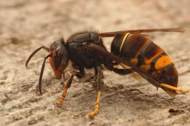 Here's the Latest Invasive Hornet We Need to Worry About
